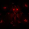 DragonOfRedstone's picture DragonOfRedstone's picture